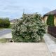 Nagyvirágú tárnicslonc - Abelia x grandiflora 'Edward Goucher' - Konténeres