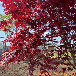   Vérbordó japán juhar - Acer palmatum 'Atropurpureum'