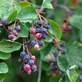 Kanadai fanyarka - Amelanchier canadensis - Konténeres