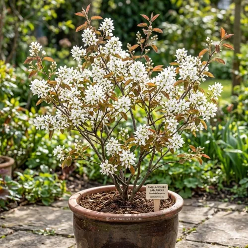 Amelanchier lamarkii - Rézvörös fanyarka - Kont