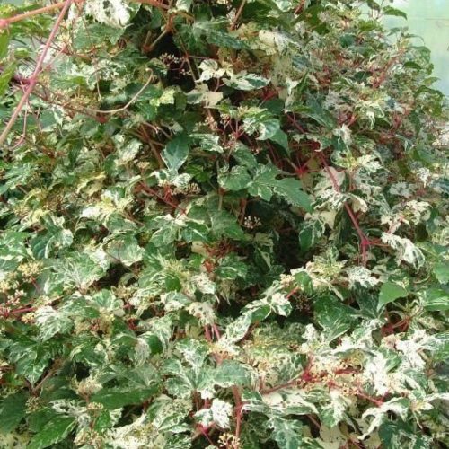 Tarka leveleű borostyánszőlő - Ampelopsis glandulosa ’Elegans’ - Konténeres