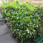 Sárga-tarka Babérsom - Aucuba japonica 'Crotonifolia'