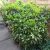 Sárga-tarka Babérsom - Aucuba japonica 'Crotonifolia'