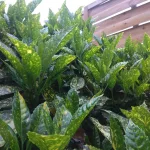 Sárga-tarka Babérsom - Aucuba japonica 'Crotonifolia'
