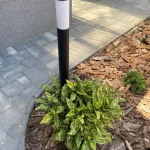 Sárga-tarka Babérsom - Aucuba japonica 'Crotonifolia'