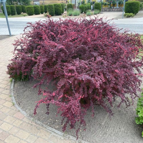 Tarka levelű japán borbolya - Berberis thunberghii ’Pink Queen’ - Konténeres