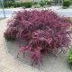 Tarka levelű japán borbolya - Berberis thunberghii ’Pink Queen’ - Konténeres