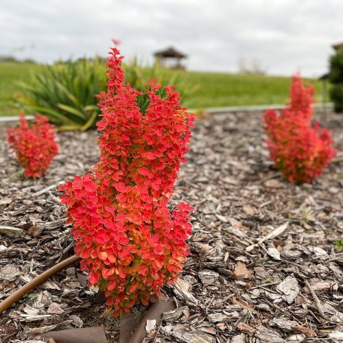 Oszlopos japán borbolya - Berberis thunberghii ’Red Pillar’ - Konténeres