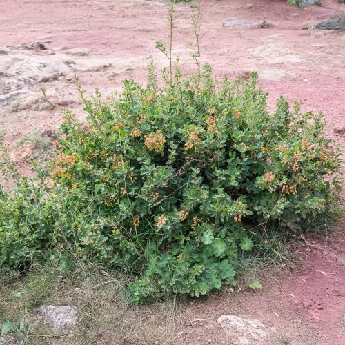 Sóskaborbolya - Berberis vulgaris - Konténeres