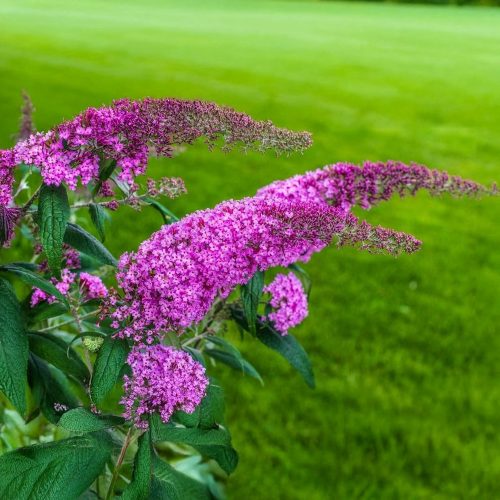 Rózsás nyáriorgona - Buddleja davidii 'Pink Delight' - Konténeres