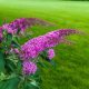 Rózsás nyáriorgona - Buddleja davidii 'Pink Delight' - Konténeres