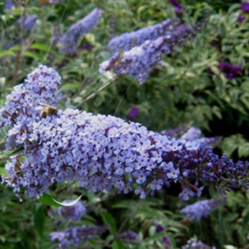 Illatos nyáriorgona - Buddleja davidii ’Lochnich’ - Konténeres