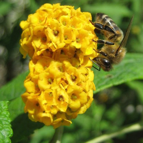 Sárga virágú nyáriorgona - Buddleja x wayeriana ’Sungold’ -Konténeres