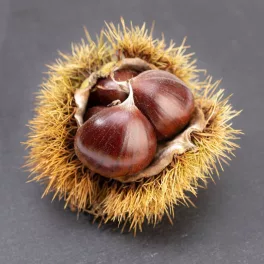 Egészséges szelídgesztenye csemete konténerben, erőteljes hajtásokkal és dús, lándzsás levelekkel Szelídgesztenye (Castanea sativa)