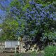 ’Trewithen Blue’ kék táskavirág - Ceanothus arboreus ’Trewithen Blue’ - Konténeres