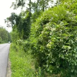 Erdei iszalag - Clematis vitalba - Konténres