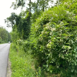 Erdei iszalag - Clematis vitalba - Konténres