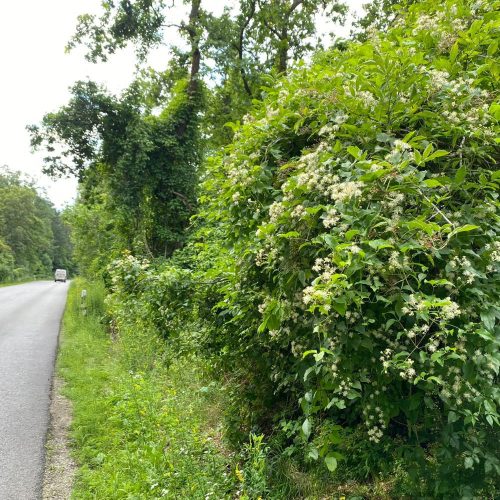 Erdei iszalag - Clematis vitalba - Konténres