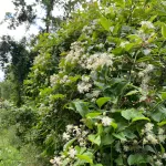 Erdei iszalag - Clematis vitalba - Konténres