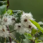 Erdei iszalag - Clematis vitalba - Konténres