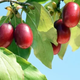 Húsos som - Cornus mas - Konténeres