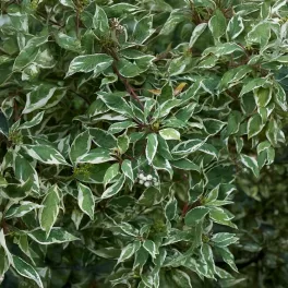   Fehértarka levelű fehérsom - Cornus alba 'Elegantissima' - Konténeres