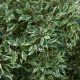 Fehértarka levelű fehérsom - Cornus alba 'Elegantissima' - Konténeres