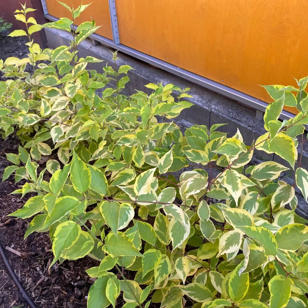 Tarka level fehr som - Cornus alba Gouchaultii - Kontne