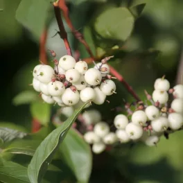   Szibéria gyöngye fehérsom - Cornus alba 'Siberian Pearls' - Konténeres