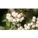 Szibéria gyöngye fehérsom - Cornus alba 'Siberian Pearls' - Konténeres