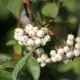Szibéria gyöngye fehérsom - Cornus alba 'Siberian Pearls' - Konténeres