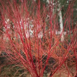  Téli tűz veresgyűrűsom - Cornus sanguinea 'Anny's Winter Orange' - Konténeres