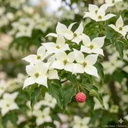 Cornus kousa 'Chinensis'  - Kínai csillagsom