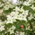 Cornus kousa 'Chinensis'  - Kínai csillagsom