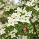 Cornus kousa 'Chinensis'  - Kínai csillagsom