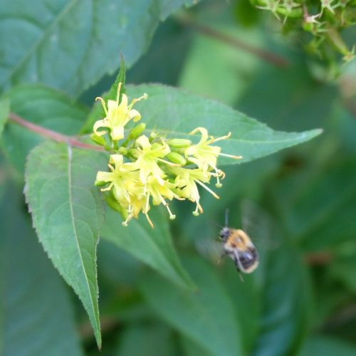 ’Butterfly’ Kénszínű sárgalonc - Dierviella sessilifolia ’Butterfly’ -Konténeres