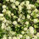 Bóbitacserje - Fothergilla major - Konténeres