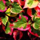 Kaméleonlevél - Houttuynia cordata ’Chameleon’ - Konténeres