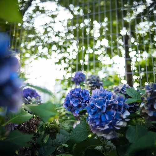 Nikko Blue hortenzia - Hydrangea macrophylla 'Nikko Blue'® - Konténeres
