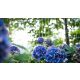 Nikko Blue hortenzia - Hydrangea macrophylla 'Nikko Blue'® - Konténeres