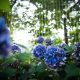 Nikko Blue hortenzia - Hydrangea macrophylla 'Nikko Blue'® - Konténeres