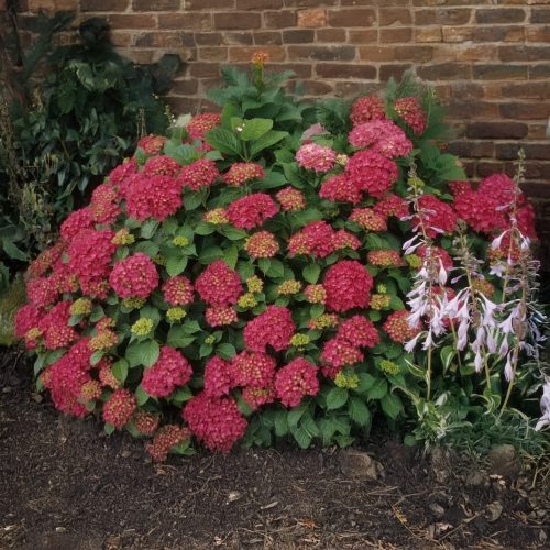 Bugás hortenzia - Hydrangea paniculata 'Wim's Red' ®- Konténeres