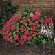 Bugás hortenzia - Hydrangea paniculata 'Wim's Red' ®- Konténeres