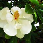 Örökzöld liliomfa - Magnolia grandiflora  - Konténeres