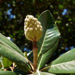 Örökzöld liliomfa - Magnolia grandiflora  - Konténeres