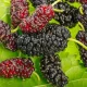 Morus nigra - Fekete eperfa - Konténeres