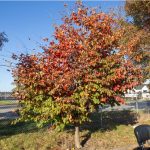 Perzsafa - Parrotia persica