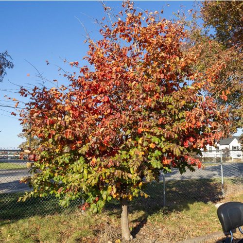 Perzsafa - Parrotia persica