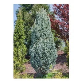   Oszlopos ezüstfenyő - Picea pungens 'Iseli Fastigiata' - Földlabdáss