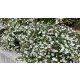 Fehérfelhő cserjéspimpó - Potentilla fruticosa 'Abbotswood' - Konténeres